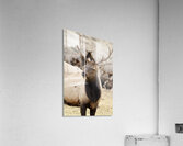 F3A5ABA5 DED2 4A0F 9CA3 F81AD213DC14 1 105 c Acrylic Print