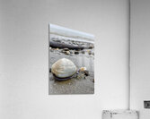 Keep Clam Acrylic Print