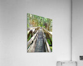 Forest Bridge Acrylic Print