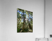 Tall Tall Trees Acrylic Print