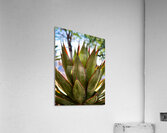 Agave Acrylic Print
