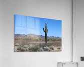 Saguaro desert scene Acrylic Print