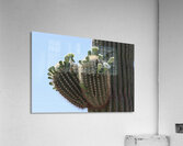 Saguaro blooms x 2 Acrylic Print