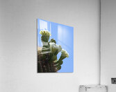 Saguaro Bloom Acrylic Print