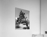 Joshua Tree Acrylic Print
