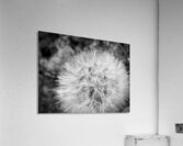 Dandelion Acrylic Print