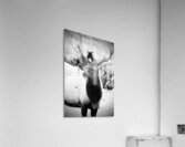 Elk Acrylic Print