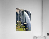 Snoqualmie falls through the Daiseys Acrylic Print
