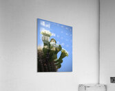 Saguaro Blossom Acrylic Print