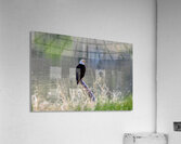 Bald Eagle on the Columbia Acrylic Print