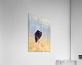 On Duty Acrylic Print