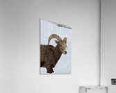 Big Horn Sheep Acrylic Print