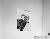 Big Horn Sheep B & W Acrylic Print