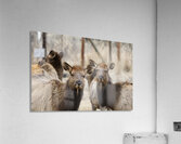 Lady Elks Acrylic Print