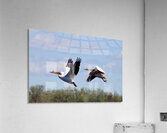 Pelicans Acrylic Print