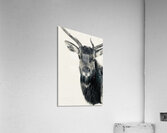 Elk in Black and White  Acrylic Print