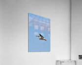 Pelican flight Acrylic Print