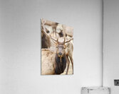 Elk Season Acrylic Print