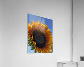 Big Sunflower Acrylic Print
