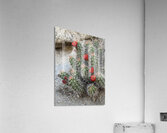 Cactus Bloom -Red Acrylic Print