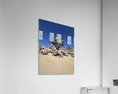 Joshua Tree -3 Acrylic Print