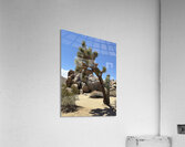 Joshua Tree -1 Acrylic Print