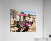 Cactus Bloom Acrylic Print