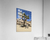 Joshua Tree -2 Acrylic Print