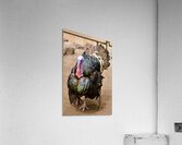 Wild Turkey Acrylic Print
