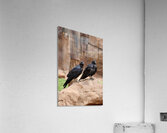 Ravens Acrylic Print