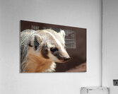 Badger -2 Acrylic Print