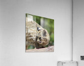 Bobcat -1 Acrylic Print