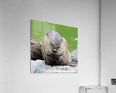 River Otter Acrylic Print