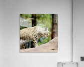 Bobcat -2 Acrylic Print