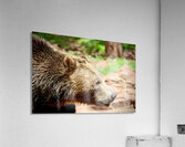Brown Bear -1 Acrylic Print