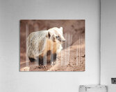 Badger -1 Acrylic Print
