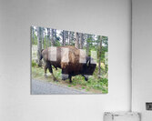 Yellowstone Bison Acrylic Print