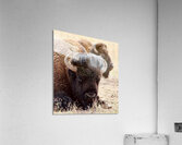 Bison in Arizona  Acrylic Print