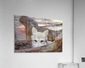 Wolf Hiding Acrylic Print