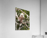 Bald Eagle in tree Acrylic Print