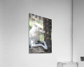 White Wolf Acrylic Print