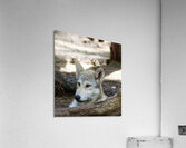 Young Wolf Acrylic Print