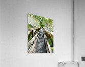 In To the Woods Acrylic Print