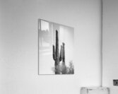 Saguaro Dream in black and white -1 Acrylic Print