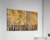 IMG 9899 Acrylic Print