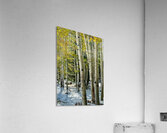 Aspens in Flagstaff -2 Acrylic Print