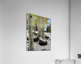 IMG 9854 Acrylic Print