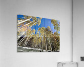 IMG 9874 Acrylic Print