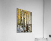 Aspens in Flagstaff -1 Acrylic Print