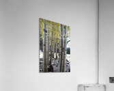 Aspens in Flagstaff Acrylic Print